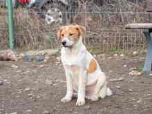 PIKE, Hund, Mischlingshund in Rumänien - Bild 24