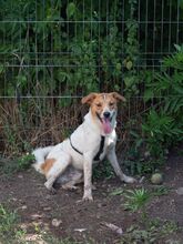 PIKE, Hund, Mischlingshund in Rumänien - Bild 3