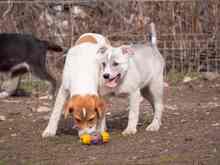 PIKE, Hund, Mischlingshund in Rumänien - Bild 32