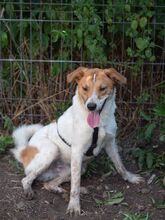 PIKE, Hund, Mischlingshund in Rumänien - Bild 4