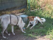 PIKE, Hund, Mischlingshund in Rumänien - Bild 5