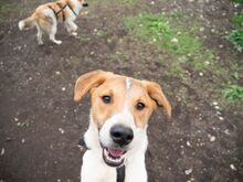 PIKE, Hund, Mischlingshund in Rumänien - Bild 6