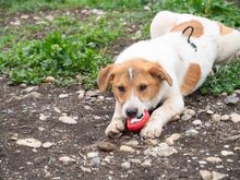 PIKE, Hund, Mischlingshund in Rumänien - Bild 7