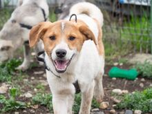 PIKE, Hund, Mischlingshund in Rumänien - Bild 8