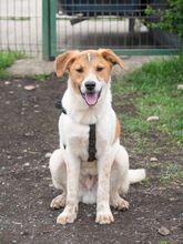 PIKE, Hund, Mischlingshund in Rumänien - Bild 9