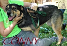 CONNY, Hund, Mischlingshund in Bosnien und Herzegowina - Bild 1