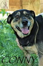 CONNY, Hund, Mischlingshund in Bosnien und Herzegowina - Bild 2