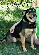 CONNY, Hund, Mischlingshund in Bosnien und Herzegowina - Bild 4