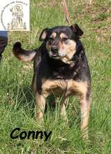 CONNY, Hund, Mischlingshund in Bosnien und Herzegowina - Bild 5