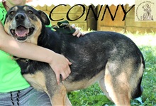 CONNY, Hund, Mischlingshund in Bosnien und Herzegowina - Bild 8