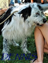 DENNIS, Hund, Mischlingshund in Bosnien und Herzegowina - Bild 1