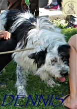 DENNIS, Hund, Mischlingshund in Bosnien und Herzegowina - Bild 2