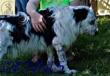 DENNIS, Hund, Mischlingshund in Bosnien und Herzegowina - Bild 4