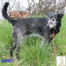 GARO, Hund, Mischlingshund in Bosnien und Herzegowina - Bild 1
