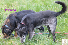 KLEMPA, Hund, Mischlingshund in Bosnien und Herzegowina - Bild 3