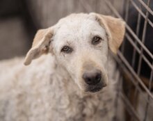 LOU, Hund, Mischlingshund in Kroatien - Bild 1