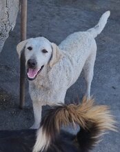 LOU, Hund, Mischlingshund in Kroatien - Bild 10