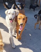 LOU, Hund, Mischlingshund in Kroatien - Bild 11