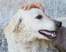 LOU, Hund, Mischlingshund in Kroatien - Bild 12