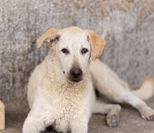 LOU, Hund, Mischlingshund in Kroatien - Bild 14