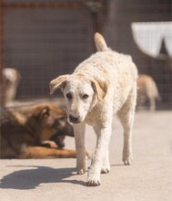 LOU, Hund, Mischlingshund in Kroatien - Bild 15