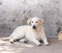 LOU, Hund, Mischlingshund in Kroatien - Bild 16