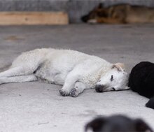 LOU, Hund, Mischlingshund in Kroatien - Bild 20