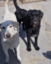 LOU, Hund, Mischlingshund in Kroatien - Bild 21