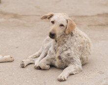 LOU, Hund, Mischlingshund in Kroatien - Bild 3