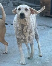 LOU, Hund, Mischlingshund in Kroatien - Bild 4