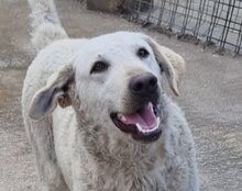 LOU, Hund, Mischlingshund in Kroatien - Bild 5