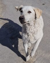 LOU, Hund, Mischlingshund in Kroatien - Bild 6