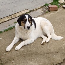 PINA, Hund, Mischlingshund in Griechenland - Bild 3