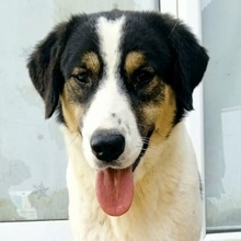 PINA, Hund, Mischlingshund in Griechenland - Bild 4