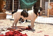 JASMINE, Hund, Mischlingshund in Griechenland - Bild 1