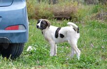 JASMINE, Hund, Mischlingshund in Griechenland - Bild 16