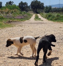 JASMINE, Hund, Mischlingshund in Griechenland - Bild 17