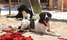 JASMINE, Hund, Mischlingshund in Griechenland - Bild 3