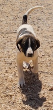 JASMINE, Hund, Mischlingshund in Griechenland - Bild 4