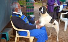 JASMINE, Hund, Mischlingshund in Herne - Bild 1