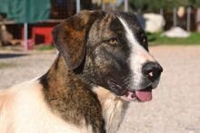 JASMINE, Hund, Mischlingshund in Herne - Bild 10