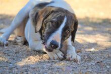 JASMINE, Hund, Mischlingshund in Herne - Bild 11