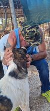 JASMINE, Hund, Mischlingshund in Herne - Bild 12