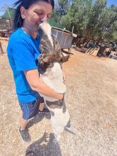 JASMINE, Hund, Mischlingshund in Herne - Bild 13