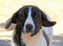 JASMINE, Hund, Mischlingshund in Herne - Bild 15