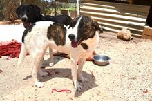 JASMINE, Hund, Mischlingshund in Herne - Bild 17