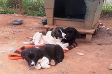 JASMINE, Hund, Mischlingshund in Herne - Bild 21