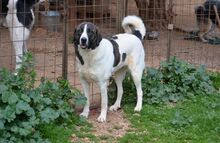 JASMINE, Hund, Mischlingshund in Herne - Bild 3