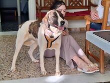 JASMINE, Hund, Mischlingshund in Herne - Bild 4