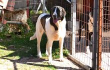 JASMINE, Hund, Mischlingshund in Herne - Bild 5